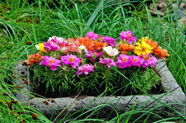 Красивые и неприхотливые низкорослые цветы для клумбы, альпийской горки и рокария